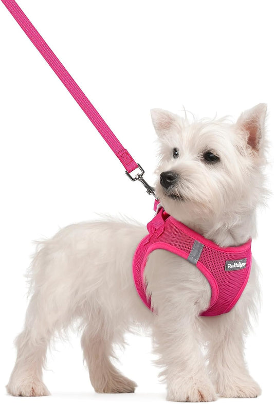 Small dog wearing comfortable mesh walking harness