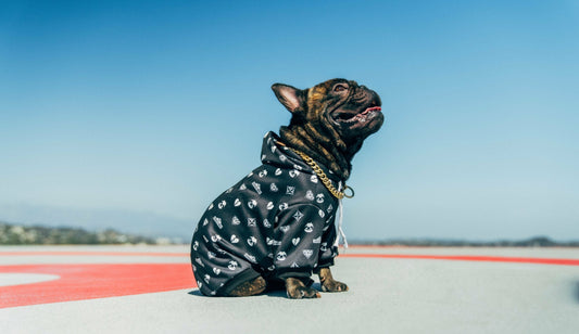 Premium Black Patterned Dog Hoodie for Pets
