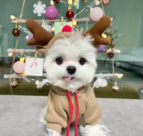 Cuty Reindeer Amped Sweater