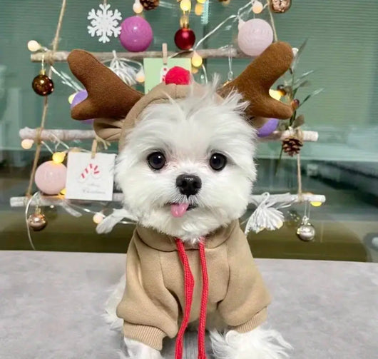 Cuty Reindeer Amped Sweater