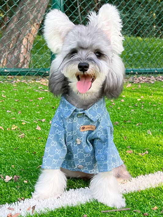 Gray and white dog wearing a light blue patterned dog shirt with a classic collar and button-front design outdoors on grass.