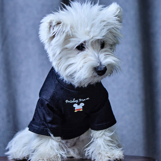 Dog Fresh Air Matching Clothes