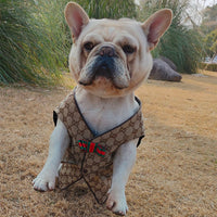 GG Pup Summer Vibrant Vest