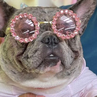 Sunnysniff Doggo Bold Sunglasses