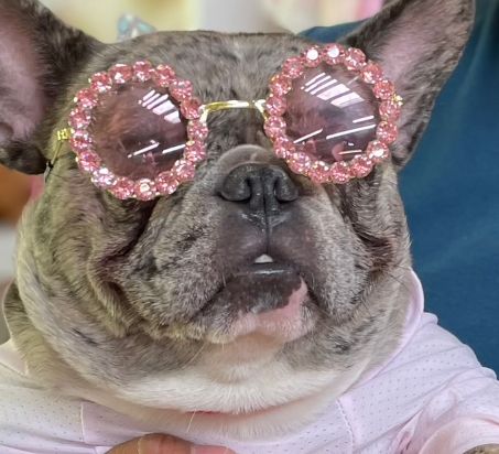 Sunnysniff Doggo Bold Sunglasses