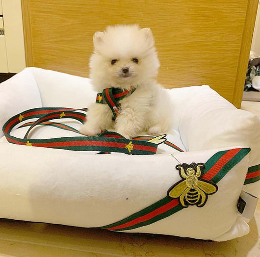 Gbees Dog Harness And Leash Iconic Set