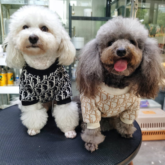 Two small dogs wearing black cream and tan patterned knit sweaters with long sleeves