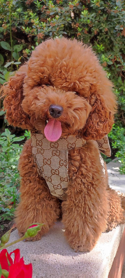 Pomy Bow Fire Harness