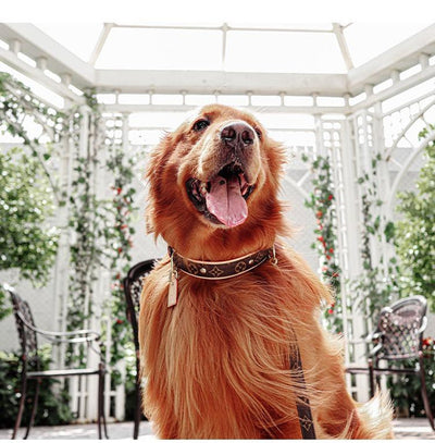 Amelia Only Next Collar