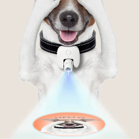 Pet Photos Guided Walk Social Light Banger Collar