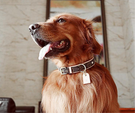 Amelia Dog Collar & Backspin Leash