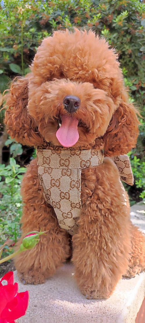 Pomy Bow Fire Harness