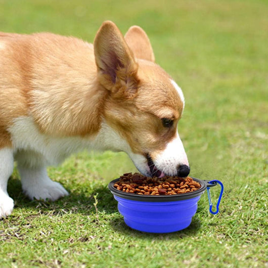 Collapsible Dog Bowls 2-Pack Portable