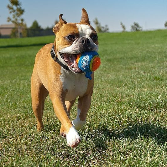 Nerf Dog Ball Launcher Set