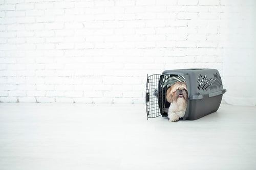 Small Dog Travel carrier