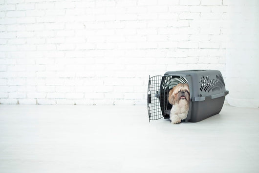 Small Dog Travel carrier