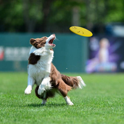 Floating Dog Flying Disc for Active Fetch