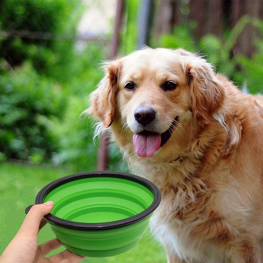 Collapsible Dog Bowls 2-Pack Portable