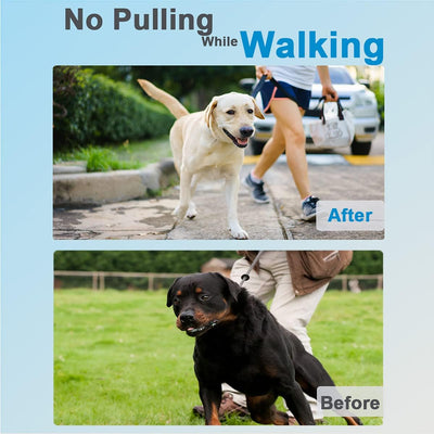 Quick-Release Adjustable Stainless Steel Dog Collar