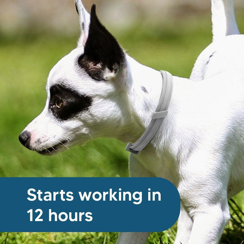 Flea and Tick Collar for Small Dogs