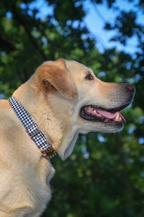 Bow Tie Dog Collar | Cute Adjustable Cotton Collar Set