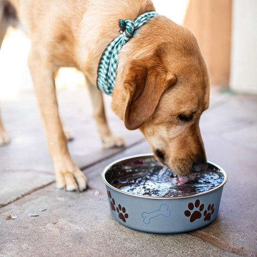Stainless Steel Dog Bowl I Spill Proof I Blueberry