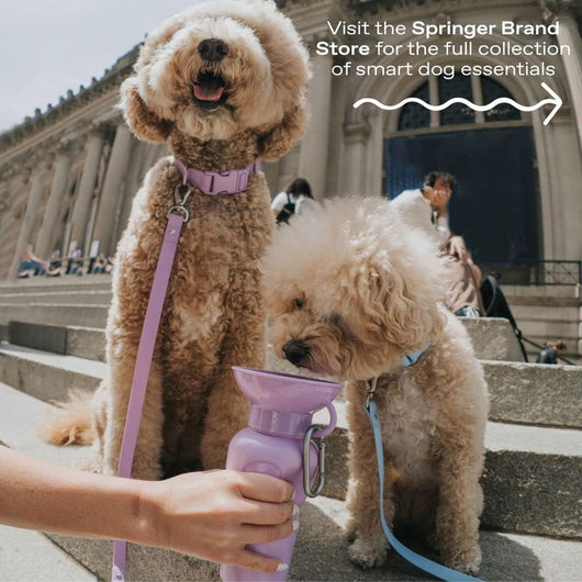 Portable Dog Water Bottle for Travel