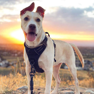 Reflective No-Pull Dog Harness With Control Handle