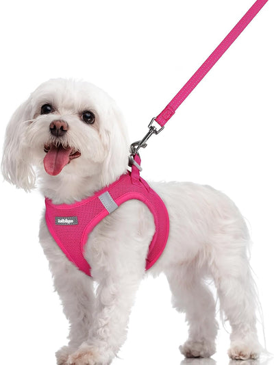 Step In Puppy Harness With Leash Walking Set