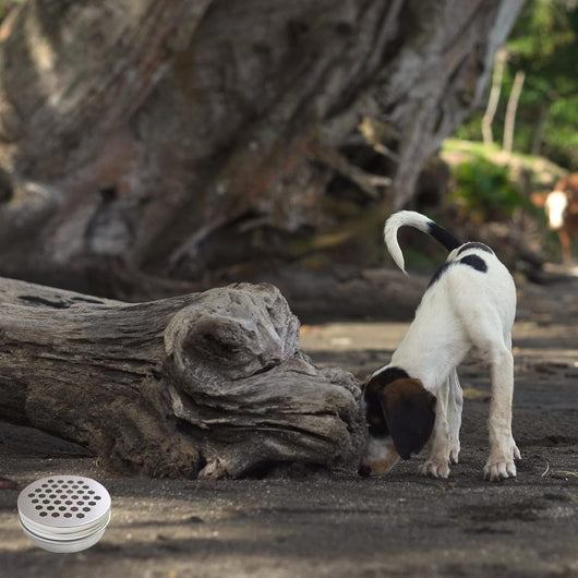 Magnetic Scent Work Training Kit for Dogs