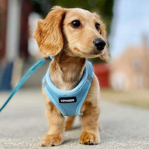 Baby Blue Step-In Dog Harness