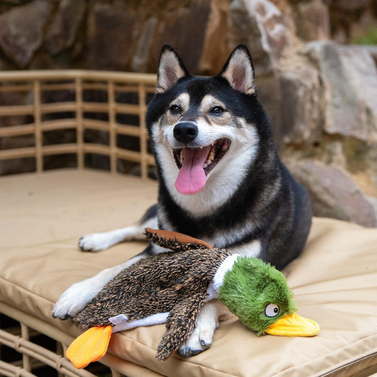 Squeaky Stuffless Duck Toy for Busy Dogs