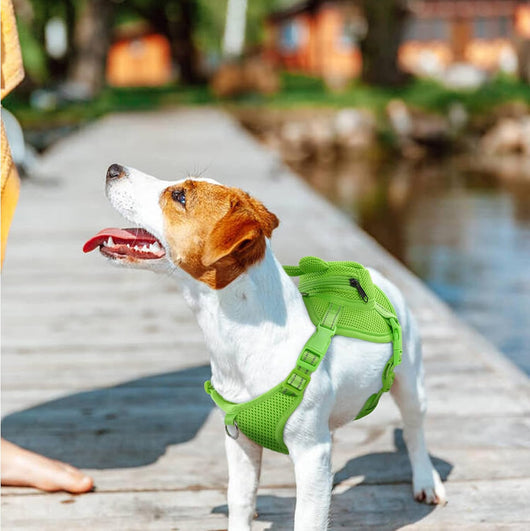 Dog Backpack Harness | No-Pull Dog Carrier Backpack with Storage (Frog Design)