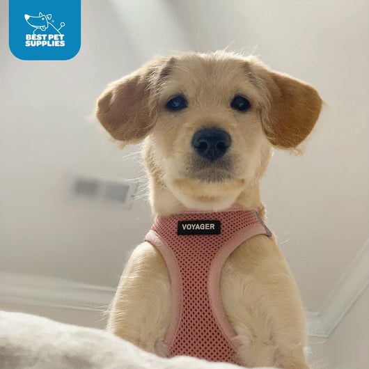 Pink Step-In Dog Harness