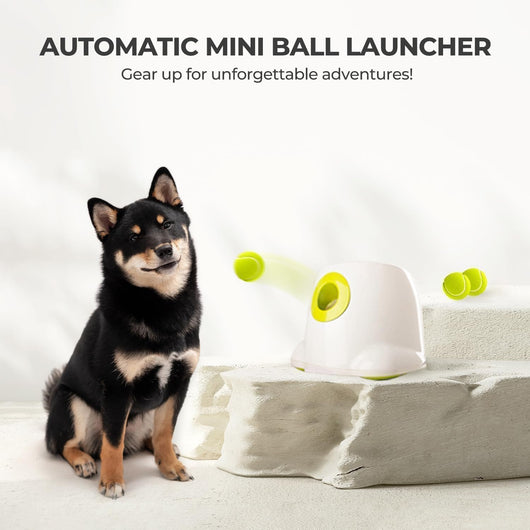 Automatic Dog Ball Launcher | Small Dog Fetch Toy
