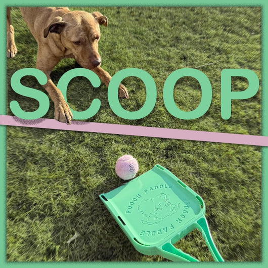 Dog Ball Thrower with 3 Balls