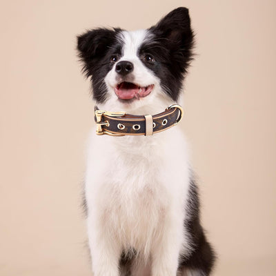 Leather Dog Collar | Soft Padded Durable Adjustable Collar