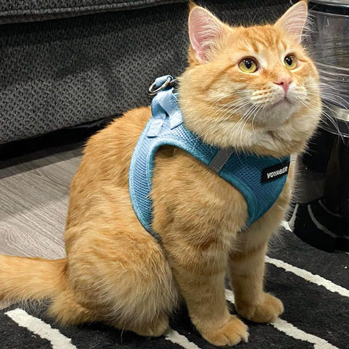 Baby Blue Step-In Dog Harness
