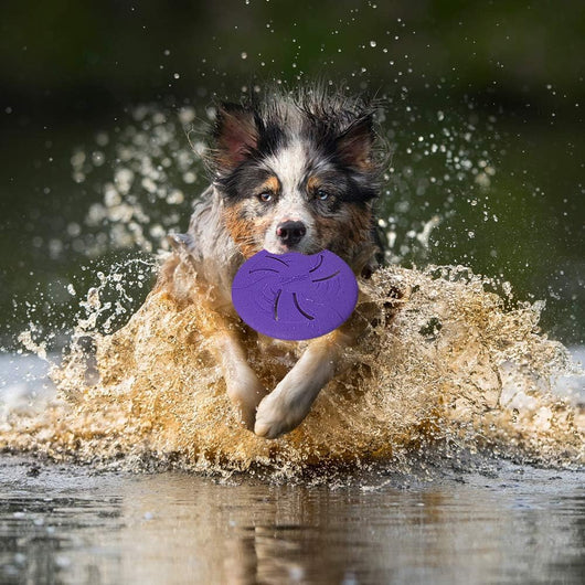 Floating Dog Flying Disc for Active Fetch