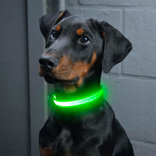 LED USB Rechargeable Safety Dog Collar