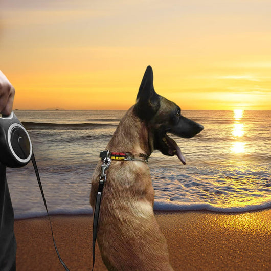 Heavy-Duty 26-Foot Retractable Dog Leash for Walks