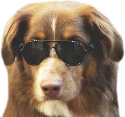 Medium Dog Aviator Sunglasses Costume Black