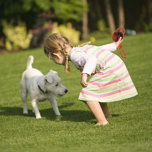 K9 Dog Training Ball with Rope