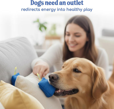 Nose Work Scent Training Kit For Focused Dogs