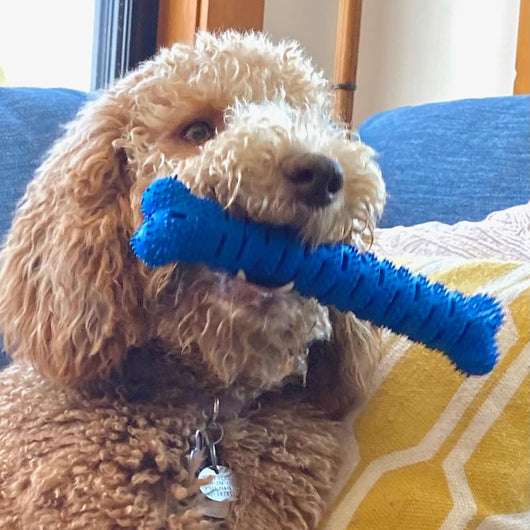 Interactive Dog Dental Chew Toy