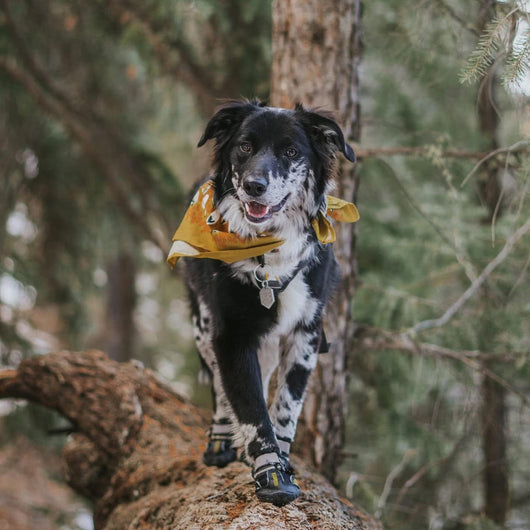Rugged Black Dog Boots for Outdoor Adventures