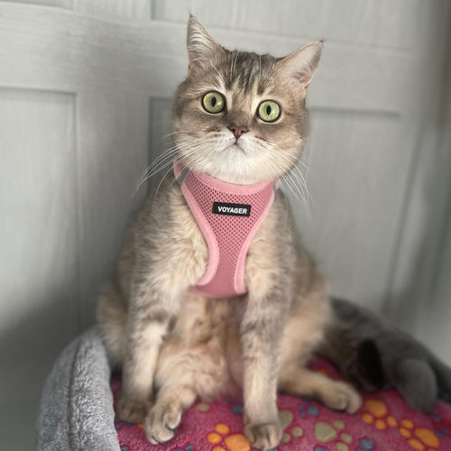 Pink Step-In Dog Harness