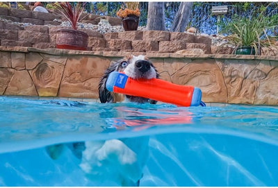 Floating Dog Fetch Toy for Water Adventures