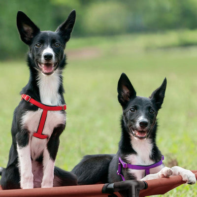 Cooling Dog Mat For Large Training Dogs