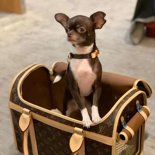 Pet Snatched Bag